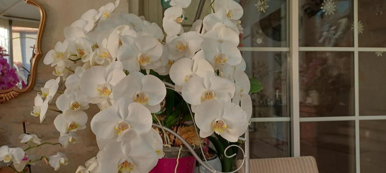 Les Orchidees Chambre Hotes Futuroscope Chasseneuil Poitiers Jaunay-Clan Exteriér fotografie