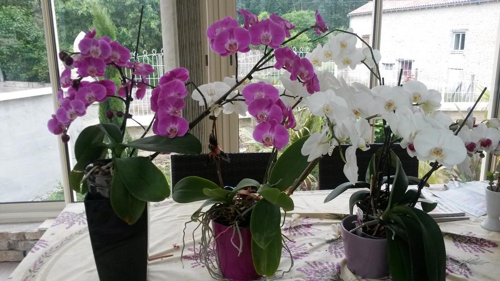 Les Orchidees Chambre Hotes Futuroscope Chasseneuil Poitiers Jaunay-Clan Exteriér fotografie